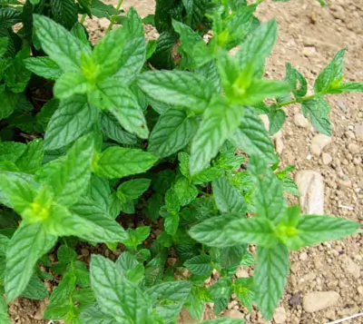 Mint, Chinese (Mentha haplocalyx) seeds, organic