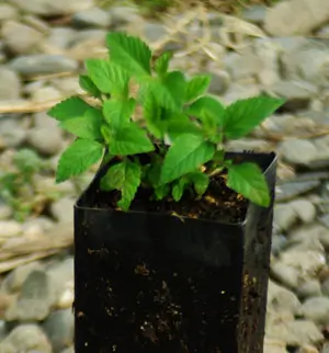 Mint, Mayan (Lippia dulcis) potted plant, organic