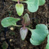 Four O'clock, Maravilla (Mirabilis multiflora), packet of 5 seeds, Organic - Image 3