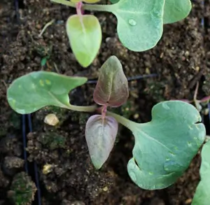 Four O'clock, Maravilla (Mirabilis multiflora), packet of 5 seeds, Organic - Image 3