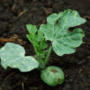 Watermelon, Moon and Stars (Citrullus lanatus) seeds, organic - Image 3