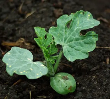 Watermelon, Moon and Stars (Citrullus lanatus) seeds, organic - Image 3