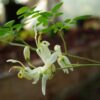 Moringa (Moringa oleifera) tree, organic - Image 2