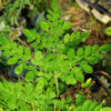Moringa (Moringa oleifera) tree, organic