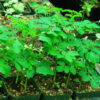 Moringa (Moringa oleifera) tree, organic - Image 3