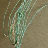 Mormon Tea, Nevada (Ephedra nevadensis) seeds - Image 2