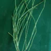 Mormon Tea, Green (Ephedra viridis) seeds - Image 2