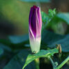 Morning Glory, Grandpa Ott's (Ipomoea purpurea), packet of 20 seeds - Image 2
