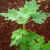 Motherwort, Official (Leonurus cardiaca) potted plant, organic - Image 2