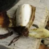 Banana, Golden Lotus (Musella lasiocarpa), packet of  5 seeds - Image 3