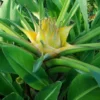Banana, Golden Lotus (Musella lasiocarpa), packet of  5 seeds - Image 2