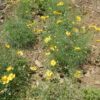 Navajo Tea (Thelesperma filifolium), packet of  50 seeds, organic - Image 3