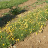 Navajo Tea (Thelesperma filifolium), packet of  50 seeds, organic - Image 4
