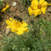 Navajo Tea (Thelesperma filifolium), packet of  50 seeds, organic