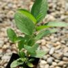 New Jersey Tea (Ceanothus americanus) potted shrub in a 9 inch pot, organic