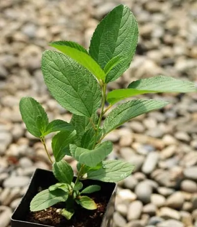 New Jersey Tea (Ceanothus americanus) potted shrub in a 9 inch pot, organic