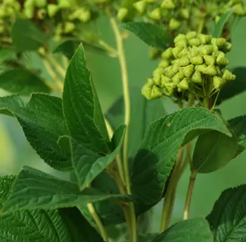 New Jersey Tea (Ceanothus americanus) potted shrub in a 9 inch pot, organic - Image 2