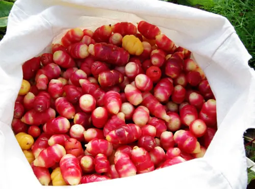 Oca, Mixed Colors (Oxalis tuberosa) potted plant, organic - Image 3