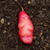 Oca, Mixed Colors (Oxalis tuberosa) potted plant, organic