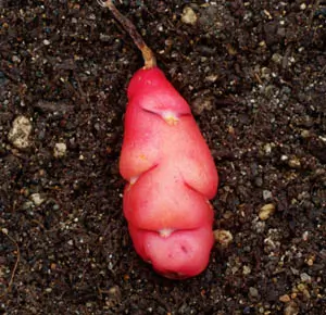 Oca, Mixed Colors (Oxalis tuberosa) potted plant, organic