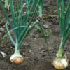 Onions, Walla Walla Sweet (Allium cepa), packet of 100 seeds, organic
