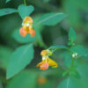 Jewelweed, Orange (Impatiens capensis), packet of 10 seeds