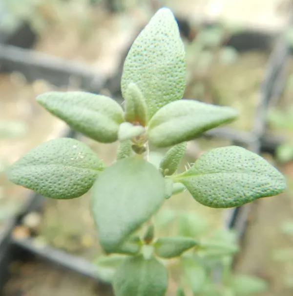 Thyme, Orange (Thymus fragrantissimus), potted plant, organic