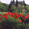 Poppy Set (5 seed packets): California, Flanders, Giant Pod, Turkish Red and Zahir - Image 7