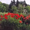 Poppy, Flanders (Papaver rhoeas) seeds, Organic