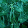 Peas, Green Arrow Shell (Pisum sativum) seeds, organic