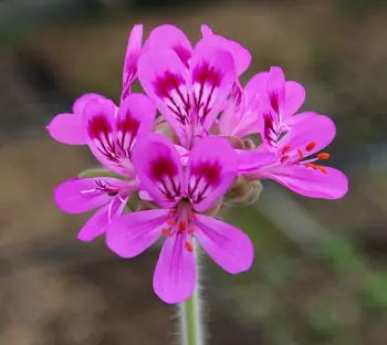 Geranium, Scented (Pelargonium capitatum), packet of 5 seeds, Organic