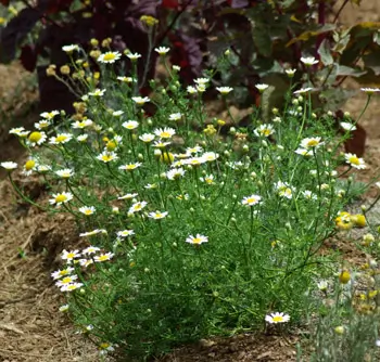 Pellitory (Mount Atlas Daisy) (Anacyclus pyrethrum), packet of 50 seeds, organic - Image 3