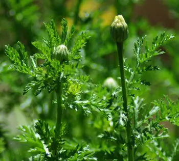 Pellitory (Mount Atlas Daisy) (Anacyclus pyrethrum), packet of 50 seeds, organic - Image 2