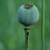 Poppy, Peshawar (Papaver somniferum var. album) seeds, organic - Image 7