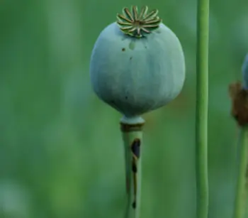 Poppy, Peshawar (Papaver somniferum var. album) seeds, organic - Image 7