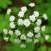 Petasites (Petasites palmatus), potted plant, organic - Image 3