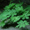 Petasites (Petasites palmatus), potted plant, organic - Image 2