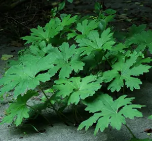 Petasites Live Root (Petasites palmatus) - Image 3