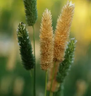 Grass, Phalaris (Phalaris aquatica) seeds, organic
