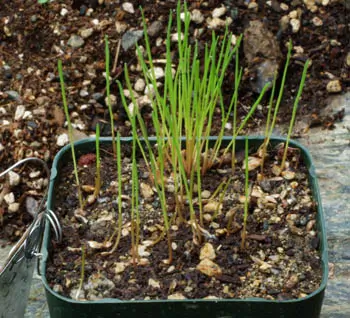 Grass, Phalaris (Phalaris aquatica) seeds, organic - Image 6