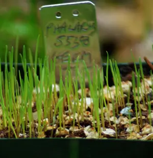 Grass, Phalaris (Phalaris aquatica) seeds, organic - Image 4