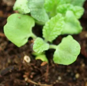 Sage, Pitcher (Salvia spathacea) seeds, organic - Image 2