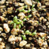 Plantain, Broadleaf (Plantago major) seeds, organic - Image 2