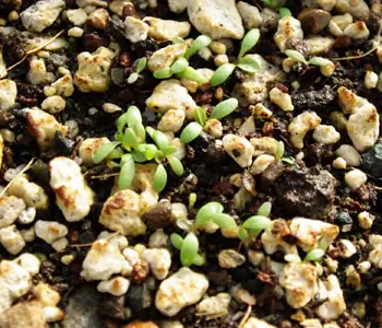 Plantain, Broadleaf (Plantago major) seeds, organic - Image 2