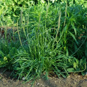 Plantain, Herba Stella (Plantago coronopus), packet of 100 seeds, organic