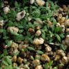 Plantain, Broadleaf (Plantago major) potted plant, organic - Image 3