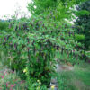 Poke, Domestic (Phytolacca americana) seeds, organic