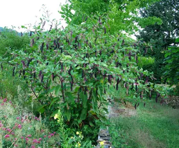 Poke, Domestic (Phytolacca americana) seeds, organic