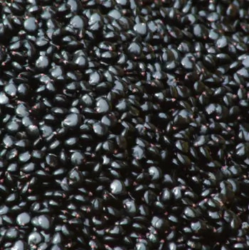 Poke, Domestic (Phytolacca americana) seeds, organic - Image 4