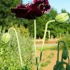 Poppy, Black (Papaver somniferum var paeoniflorum) seeds